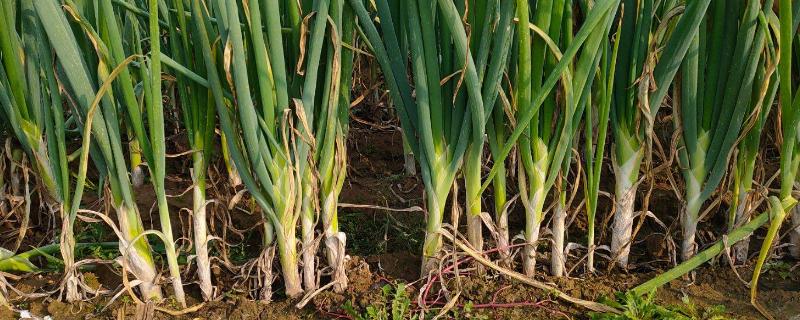 大葱怎么种，附栽培时间（大葱种植时间和种植方法介绍）