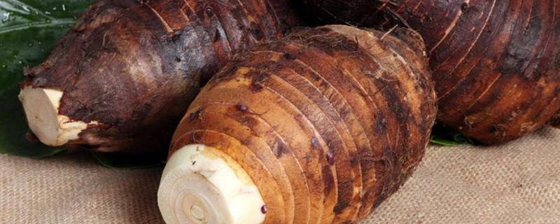 荔浦芋头种植技术与管理,适合在哪些地区种植