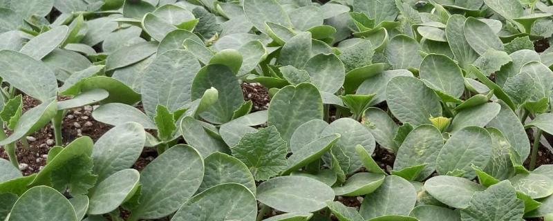 南瓜苗多少度会冻死,什么时候移栽好