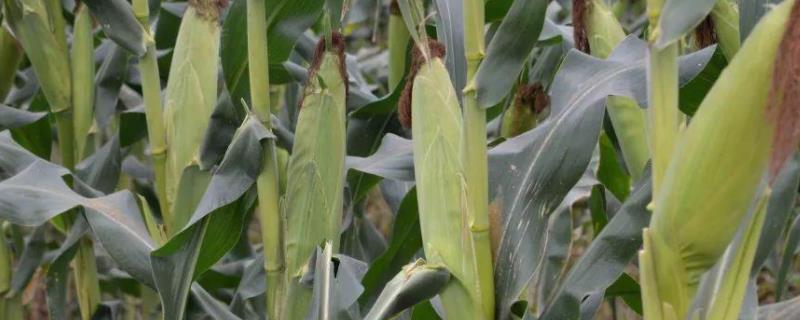明玉605玉米种特征特性，附简介 明玉605玉米种什么国审吗