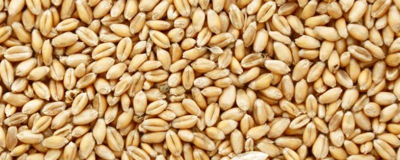 小麦种子如何发芽，附发芽过程（小麦种子如何发芽,附发芽过程图）