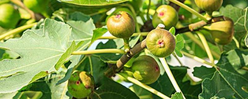 无花果露天种植技术与管理（无花果栽培技术）