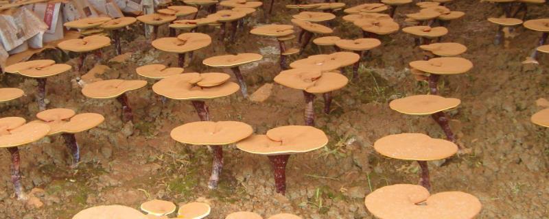 灵芝的种植技术与管理,灵芝哪里产的比较好