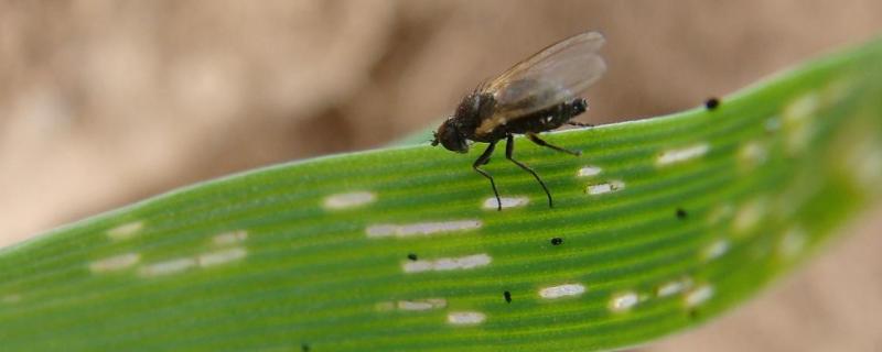 潜叶蝇用白酒防治,潜叶蝇是什么变态类型