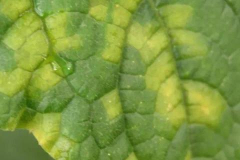 黄瓜病虫害,如何防治