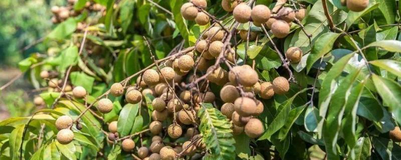 龙眼病虫害图片与防治方法 龙眼病虫害及防治