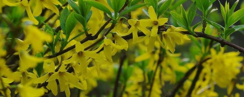 连翘种植技术与栽培管理(连翘种植技术与栽培管理及价格)