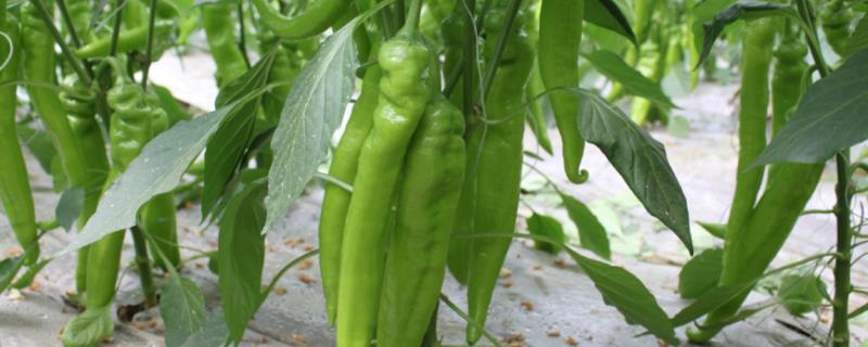 羊角椒的种植技术,如何管理