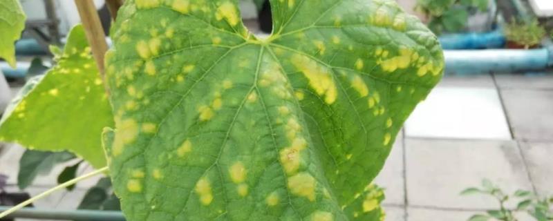 黄瓜黄叶病图片及防治和治疗 黄瓜黄叶病怎么治