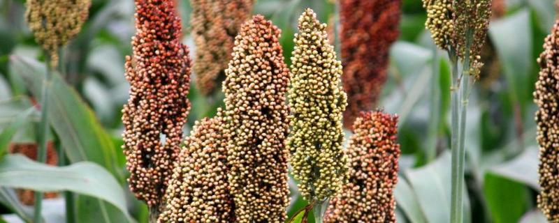 高粱种植技术与亩产量 高产高粱品种亩产量