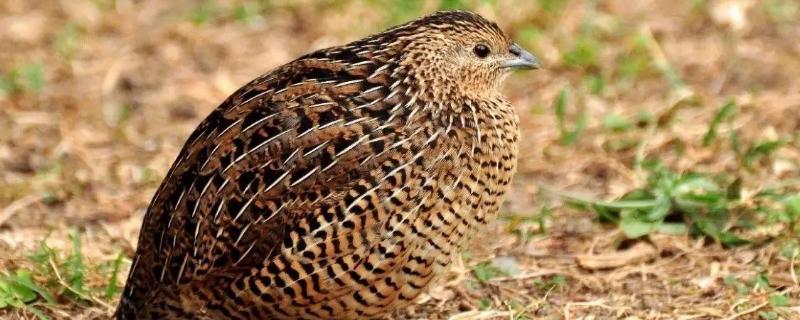 养鹌鹑怎样建大棚,附大棚鹌鹑养殖方法