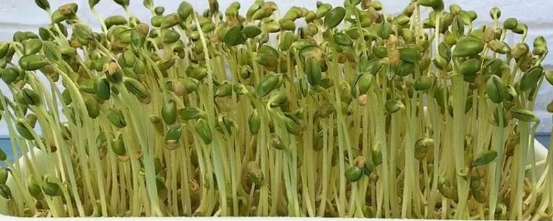 豆芽怎么种植，自己在家怎么种（豆芽怎么种视频教程）