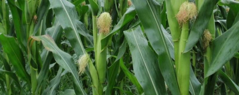 松玉438玉米种子积温，附简介（松玉438玉米种子简介）