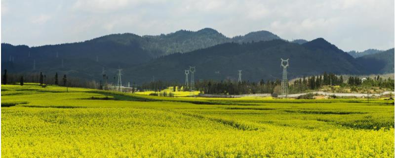 春天适合种什么蔬菜和农作物 春天适合种些什么蔬菜