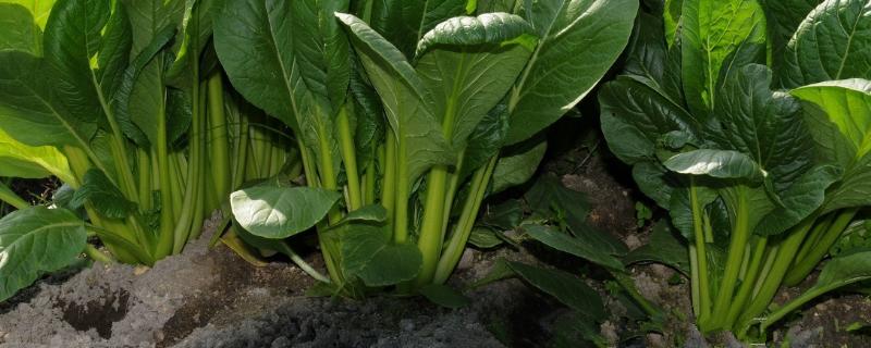 特别耐阴的农作物有哪些（最耐旱的农作物有哪些）