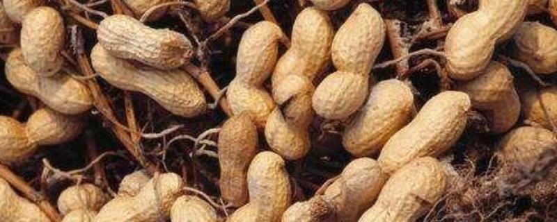 开春适合种植什么农作物(春季适合种植什么农作物)