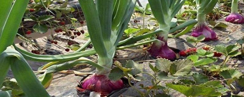 洋葱的栽培与管理技术 洋葱栽培管理技术要点