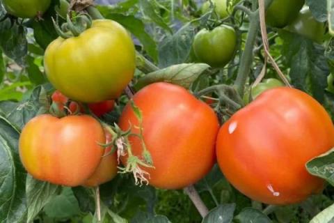 4月份露地种什么蔬菜