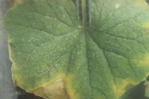 黄瓜病虫害,如何防治