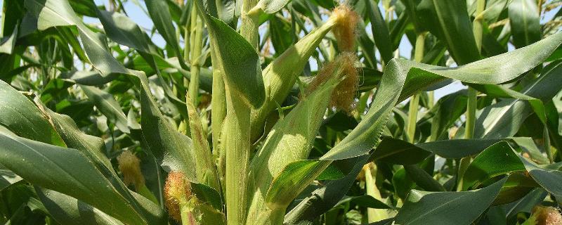 秋乐618玉米种特征特性，附简介 秋乐618玉米品种审定公告
