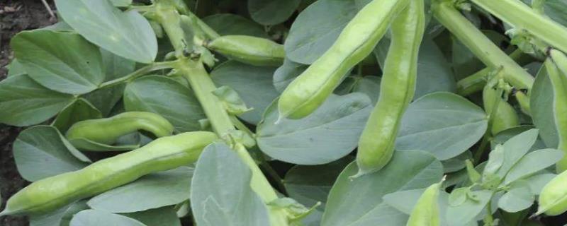 蚕豆生长过程14天记录，生长期多少天 蚕豆生长周期多少天