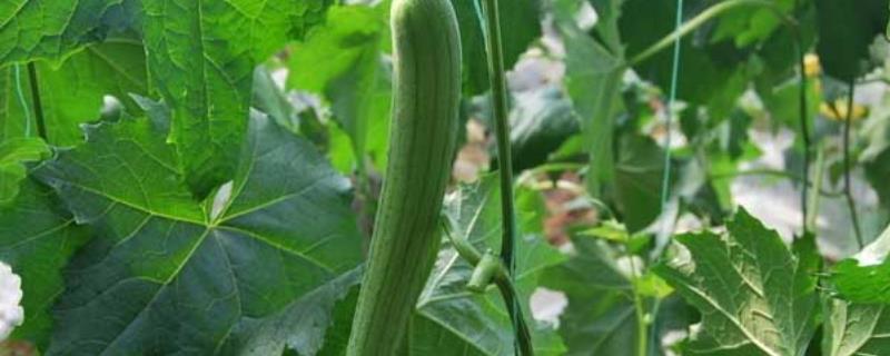 丝瓜从哪个枝叉开始留瓜,留种什么时候摘