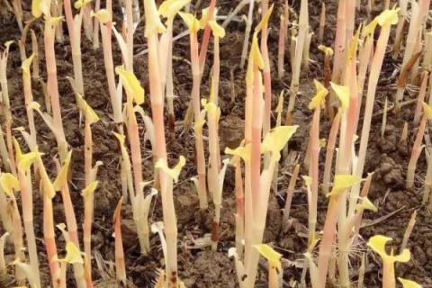 折耳根大棚种植技术