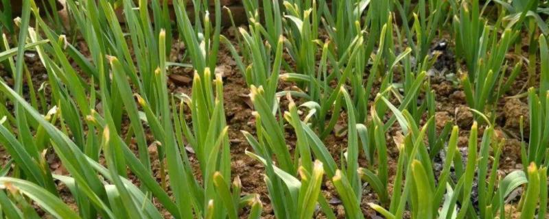大蒜栽种方法，附栽培技术十大要点 大蒜的栽培技术和田间管理