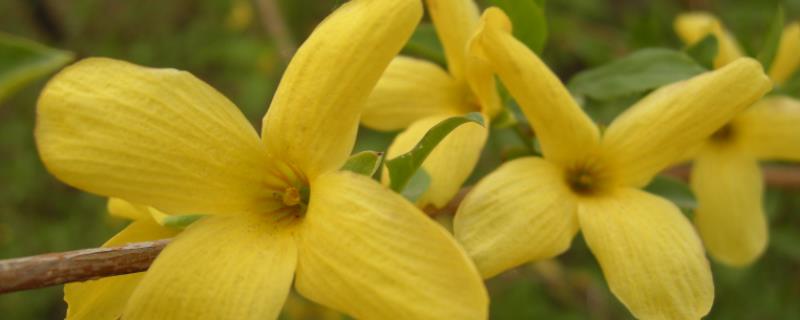 连翘亩产多少斤,附连翘的种植技术