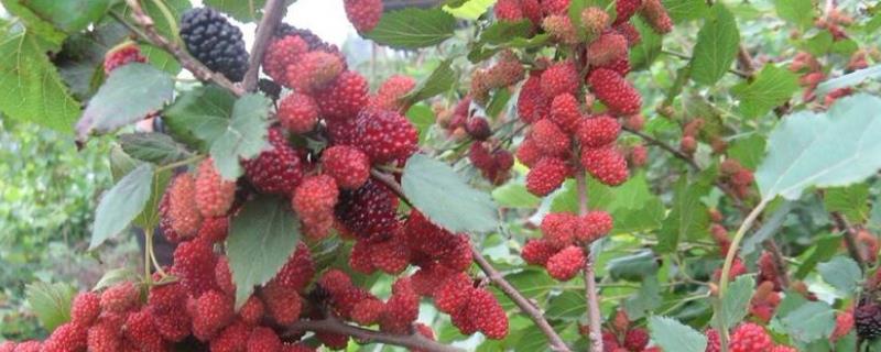 果桑种植技术与管理 果桑种植技术与管理书本