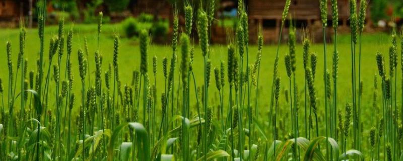 荷麦22小麦品种 荷麦22小麦品种联系电话