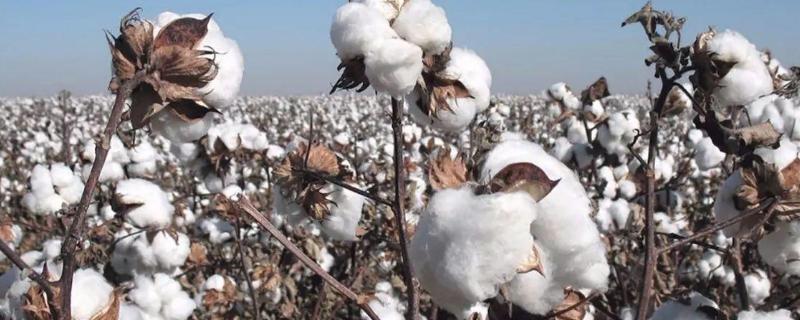 氧化钾肥料适合种什么 氧化钾肥料的用途