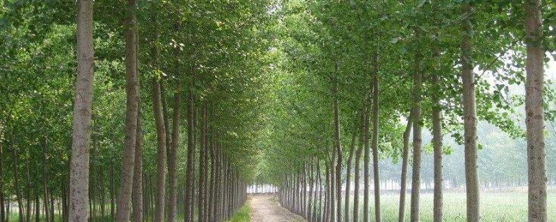 什么杨树品种生长最快 什么杨树品种生长最快107