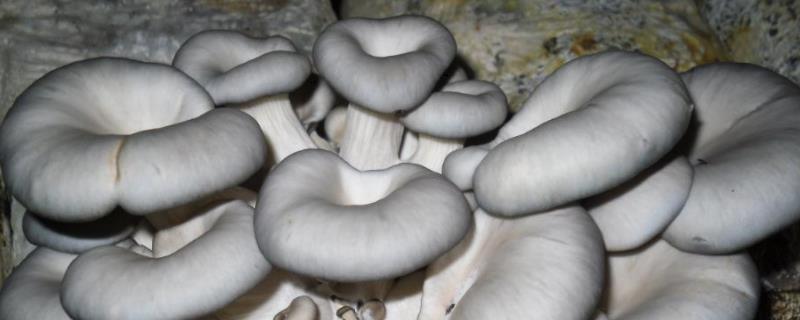 一个蘑菇菌包能用几次,发霉了还能出菇么