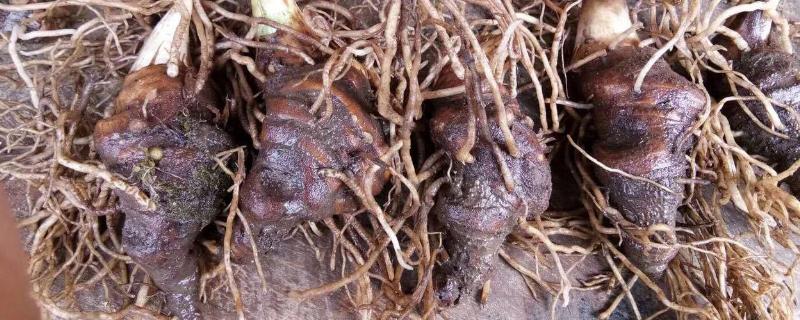 药材黄精怎么种植,附管理方法