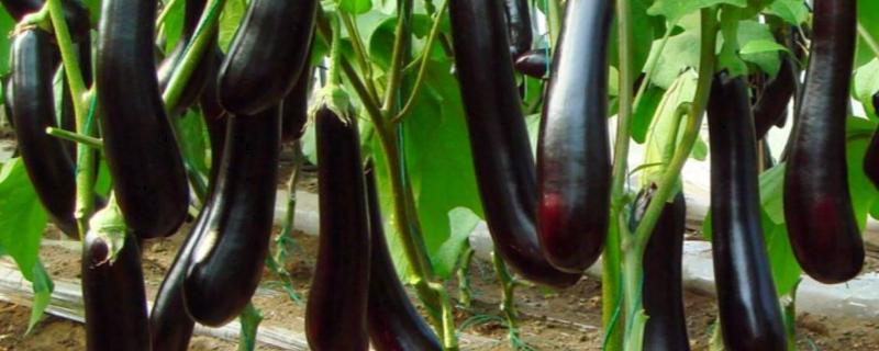 茄子叶片病害图片及防治（茄子叶常见病害有哪些）