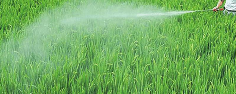 矿源黄腐酸钾可以叶面喷施吗,玉米能用吗?怎么用