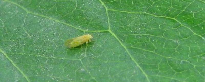 梨木虱最怕什么农药，附危害症状（梨木虱防治用什么药）