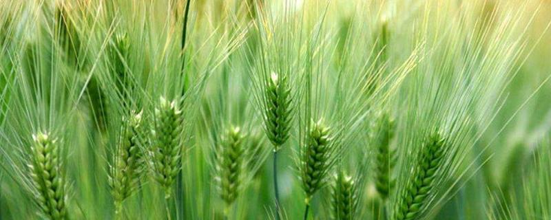 小麦返青追尿素一亩多少斤为好，河北小麦返青水何时浇