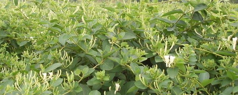 2021年种什么药材挣钱 2021年种什么药材前景好