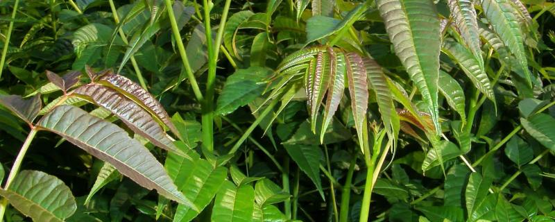 香椿的种植方法和时间，附管理方法