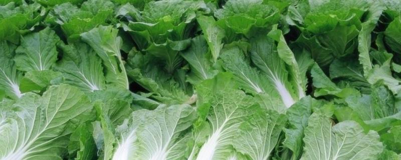 1一12月种蔬菜表 南方1一12月种蔬菜表