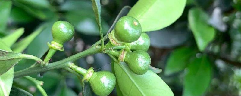 保花保果的药（保花保果的药 什么时候打合适）