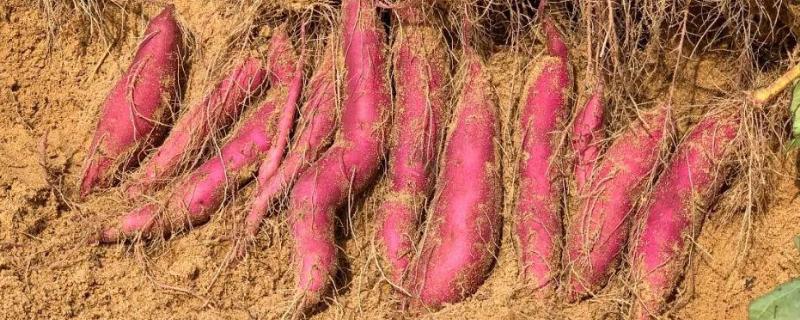 红薯种植技术和管理,几月份种植合适