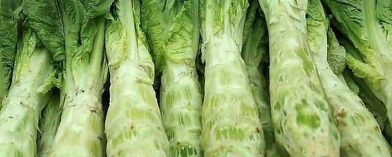 冬莴笋种植时间和方法,什么时候育苗合适