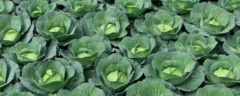甘蓝用什么肥包心快,附种植方法 甘蓝怎么用肥