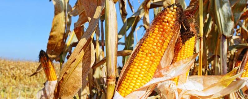 原玉003玉米品种，附简介（玉米品种正玉1818）