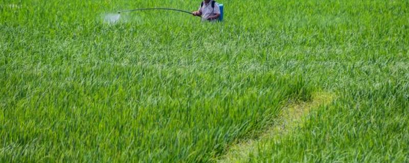 生物农药有哪些，农药500倍液怎么算 农药500倍液是什么意思