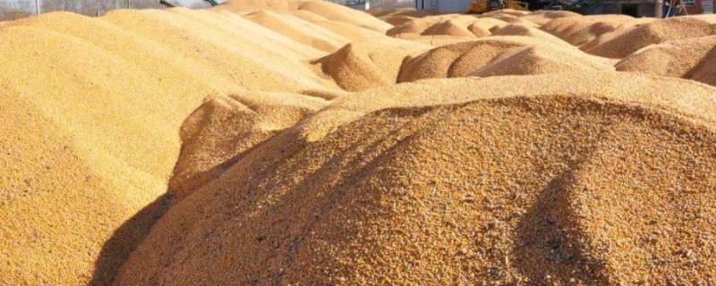 粮食地补什么时候下来,粮食防虫用什么药