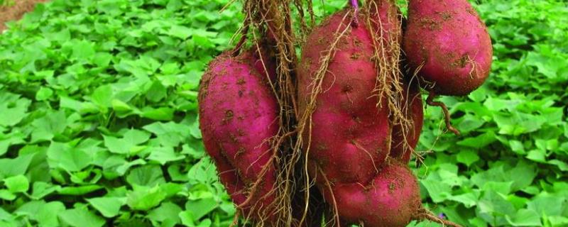 春天适合种什么农作物(春天适合种什么农作物图片)